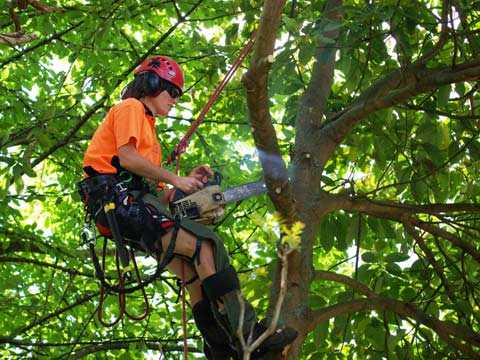 Thợ cắt tỉa cây (Arborist/Climber #1884446b)